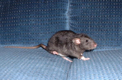 Curly rat
